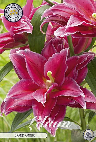 Lilja-Grand-Amour