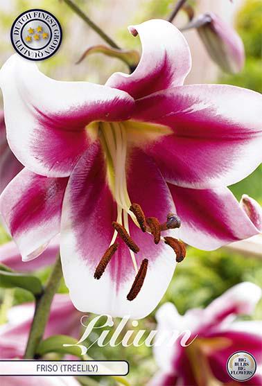 Puulilja-Friso