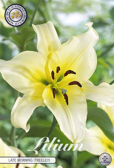 Puulilja-Late-Morning