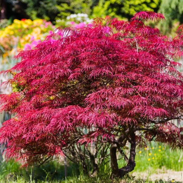 Acer-palmatum-Atropurpureum-Japaninvaahtera-4