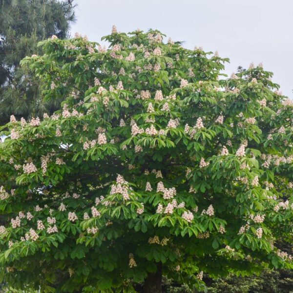 Aesculus-hippocastanum-Hevoskastanja-3