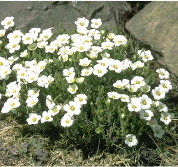 Arenaria-Montana-Vuoriarho