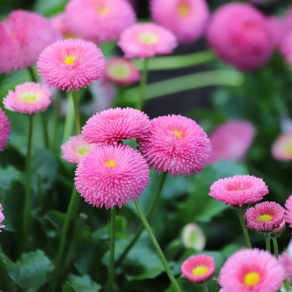Bellis-Perennis-Rominette-PinkKaunokainen
