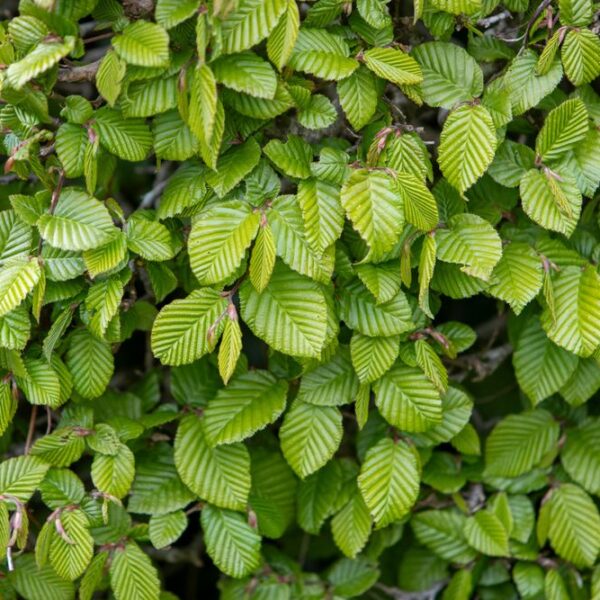 Carpinus-betulus-euroopanvalkopyokki