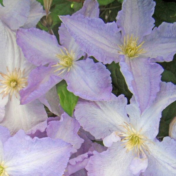 Clematis-Blue-Angel