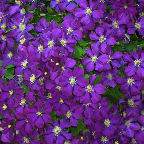 Clematis-Blue-Belle
