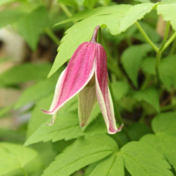 Clematis-Columella
