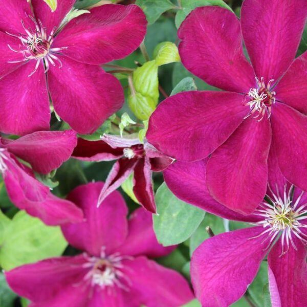 Clematis-Ernest-Markham-2
