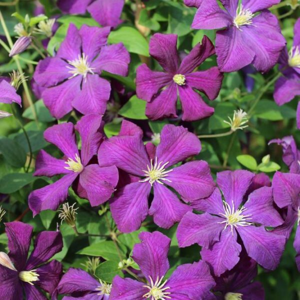Clematis-Etoile-Violette