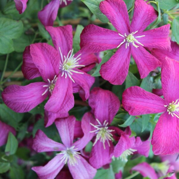 Clematis-Madame-Julia-Correvon