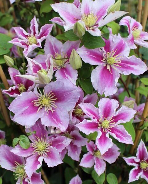 Clematis-Piilu