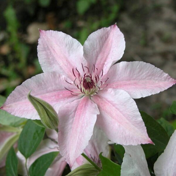 Clematis-Pink-Fantasy