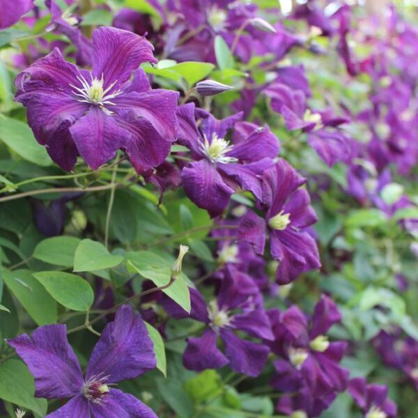 Clematis-Polish-Spirit