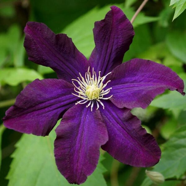 Clematis-Romantika