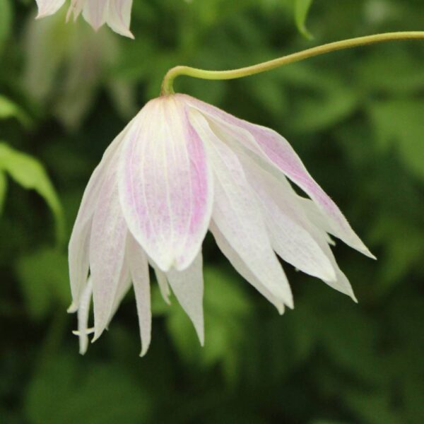 Clematis-Rosy-OGrady