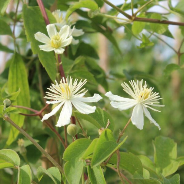 Clematis-Summer-Snow