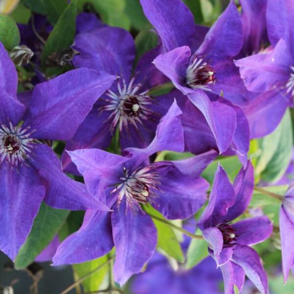 Clematis-The-President
