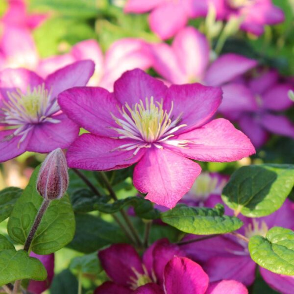 Clematis-Ville-de-Lyon-2