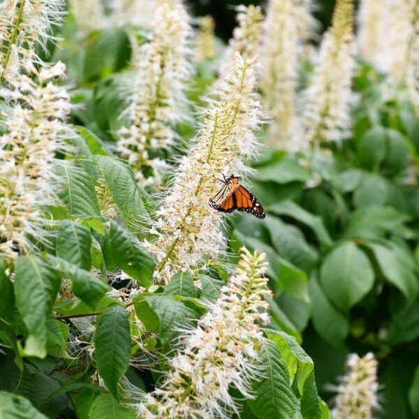 Clethra-alnifolia-Hummingbird-Valkokletra