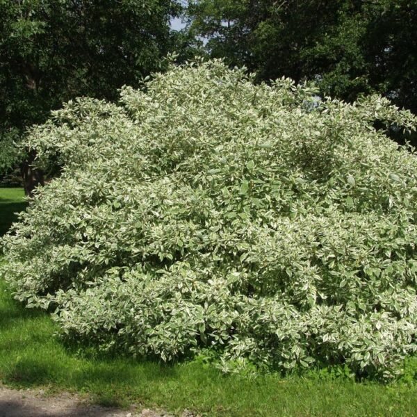 Cornus-alba-Sibirica-Variegata-valkokirjokanukka