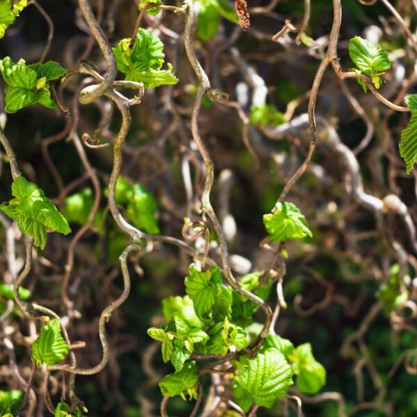 Corylus-avellana-Contorta-peikonpahkinapensas