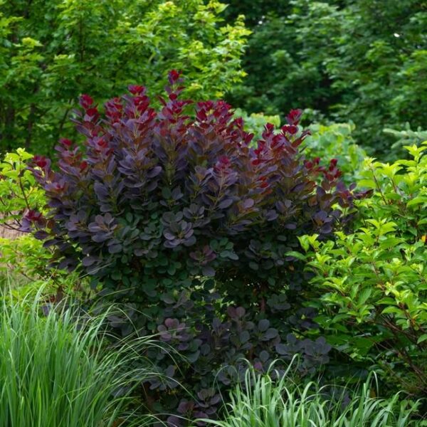 Cotinus-cog-Royal-Purple-Peruukkipensas