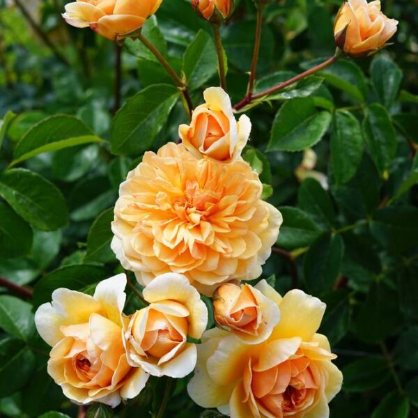 David-Austin-ruusu-Bring-me-sunshine