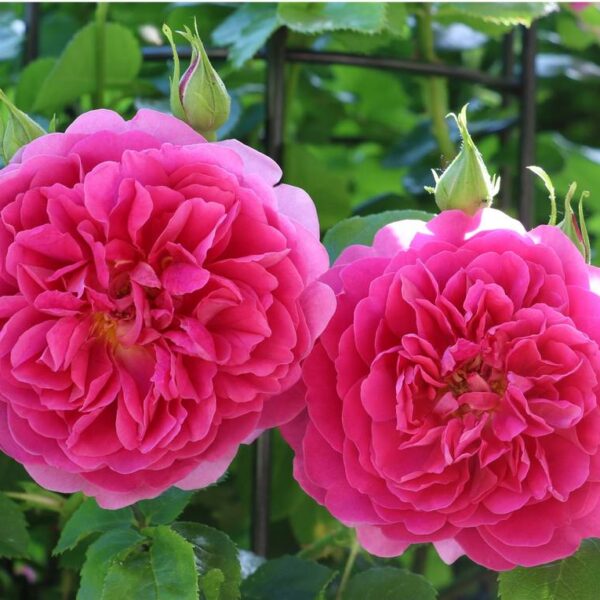 David-Austin-ruusu-Princess-Anne-2