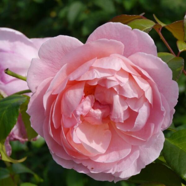 David-Austin-ruusu-Strawberry-Hill-2