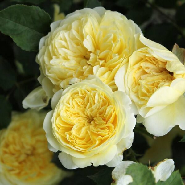 David-Austin-ruusu-The-Pilgrim-2