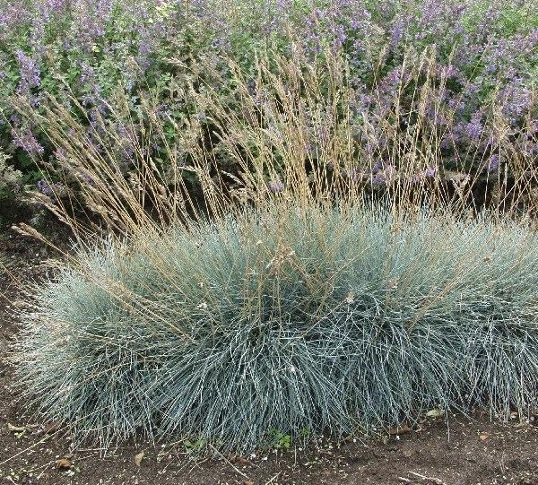 Festuca-glauca-sininata-2