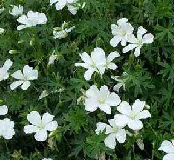 Geranium-Sanguineum-Album-Verikurjenpolvi