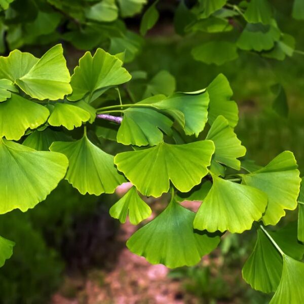 Ginkgo-Biloba-Neidonhiuspuu