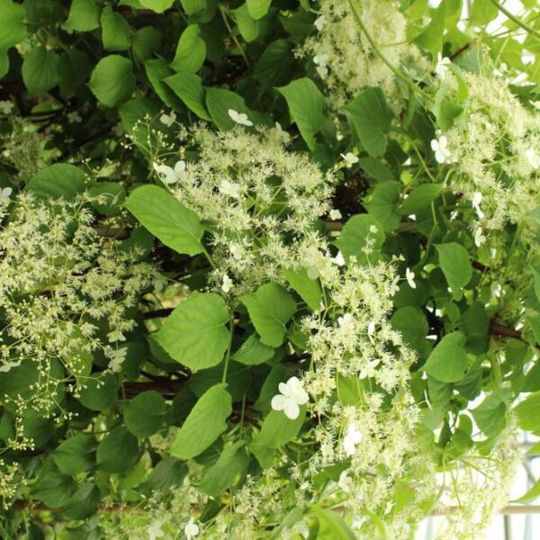 Hydrangea-an-petiolaris