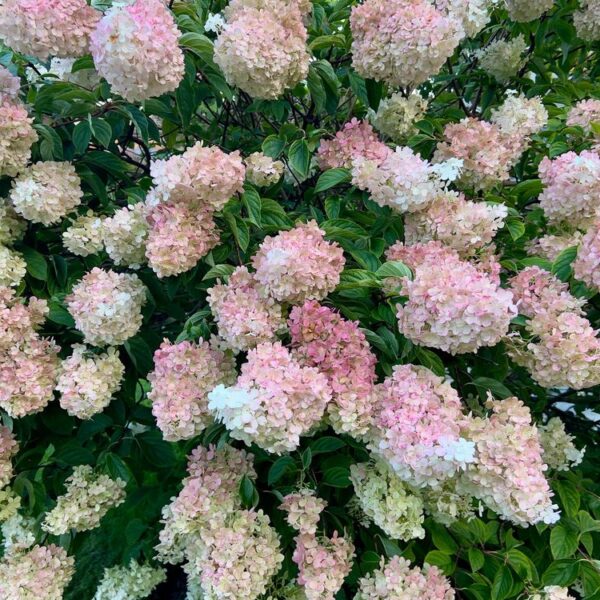 Hydrangea-p-Vanille-Fraise-Syyshortensia-3