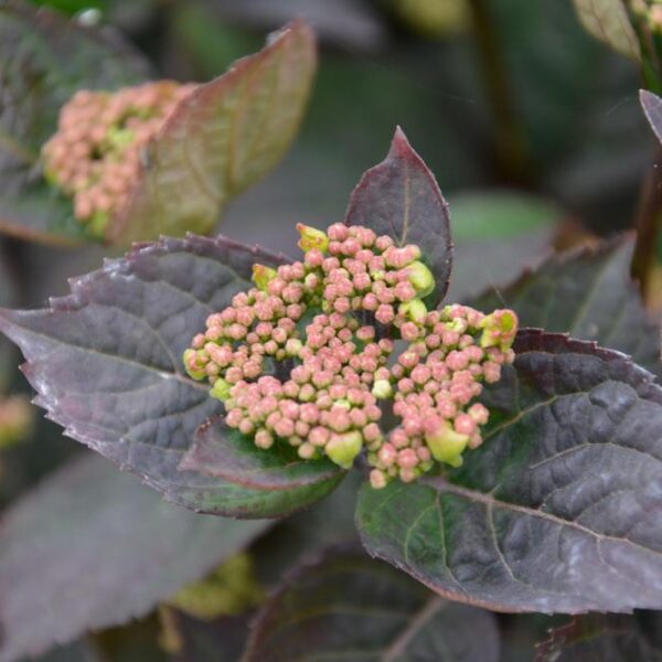 Hydrangea-serrata-Daredevil-Safiirihortensia