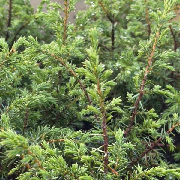 Juniperus-Suecica-Pilarikataja