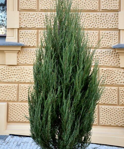 Juniperus-blue-Arrow-kynaekataja-kalliovuortenkataja-p-2