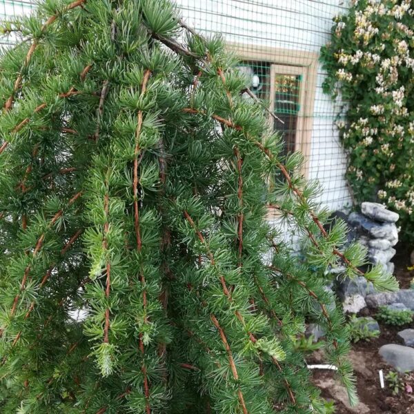 Larix-kaempferi-Stiff-Weeper-runko-japaninlehtikuusi-4