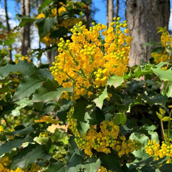 Mahonia-3