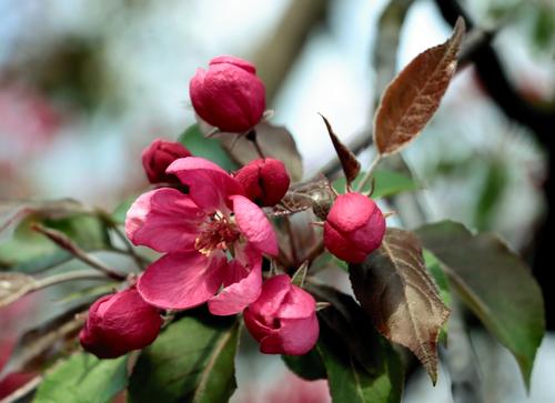 Malus-Linnanmaeki-Purppuraomenapuu