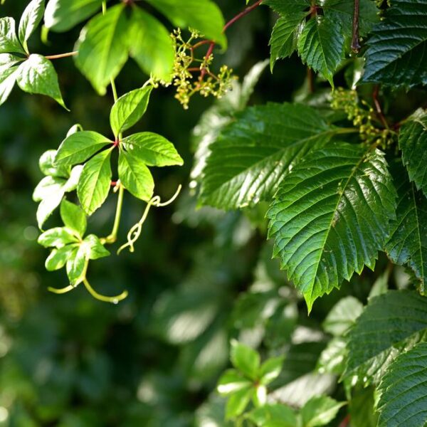 Parthenocissus-quinquefolia-2