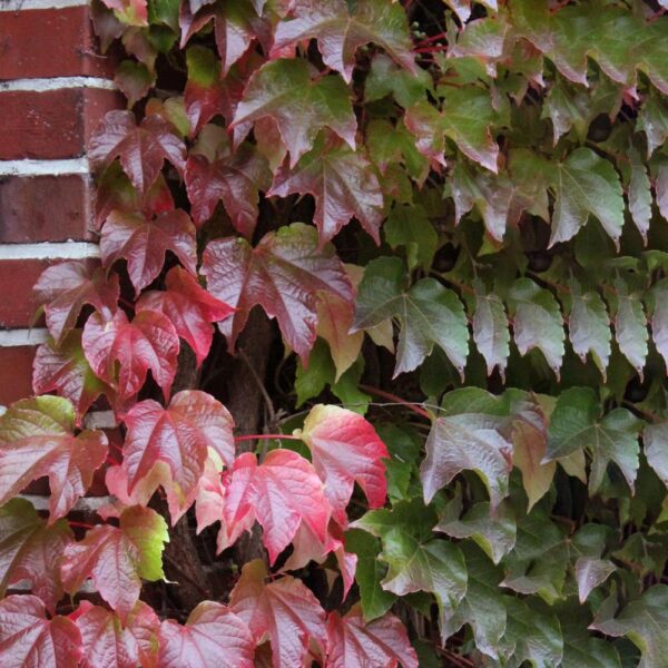 Parthenocissus-tr-Veitchii
