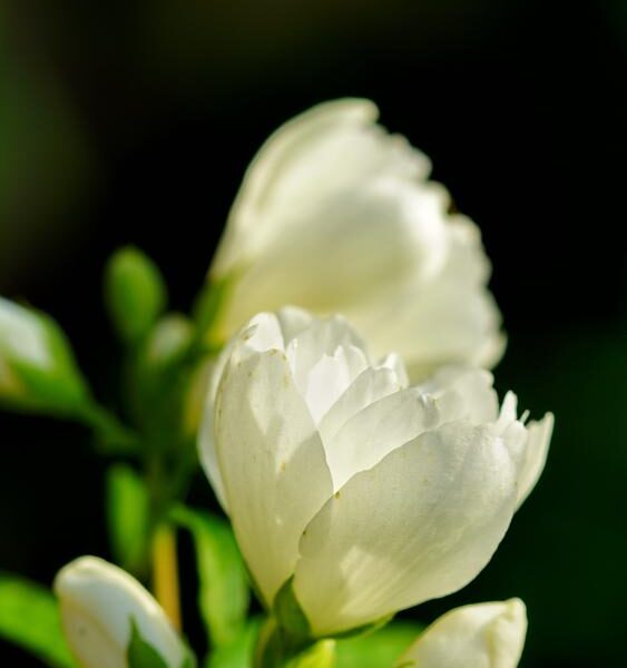 Philadelphus-Little-White-Love-Jasmike