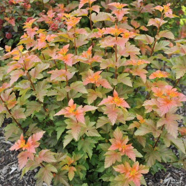 Physocarpus-opulifolius-Amber-Jubilee-Heisiangervo