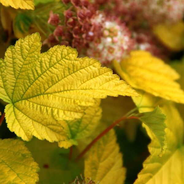 Physocarpus-opulifolius-Angel-Gold-keltaheisinangervo