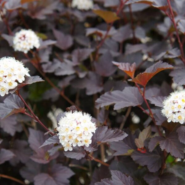 Physocarpus-opulifolius-Diabolo-purppuraheisiangervo-3