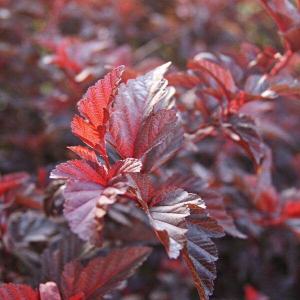 Physocarpus-opulifolius-Lady-in-Red-purppuraheisiangervo-2