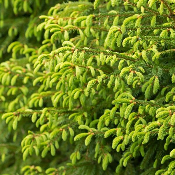 Picea-abies-11