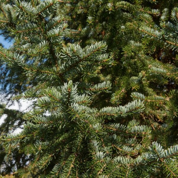 Picea-omorika-Serbiankuusi-6